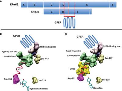 Deciphering of a Putative GPER Recognition Domain in ERα and ERα36